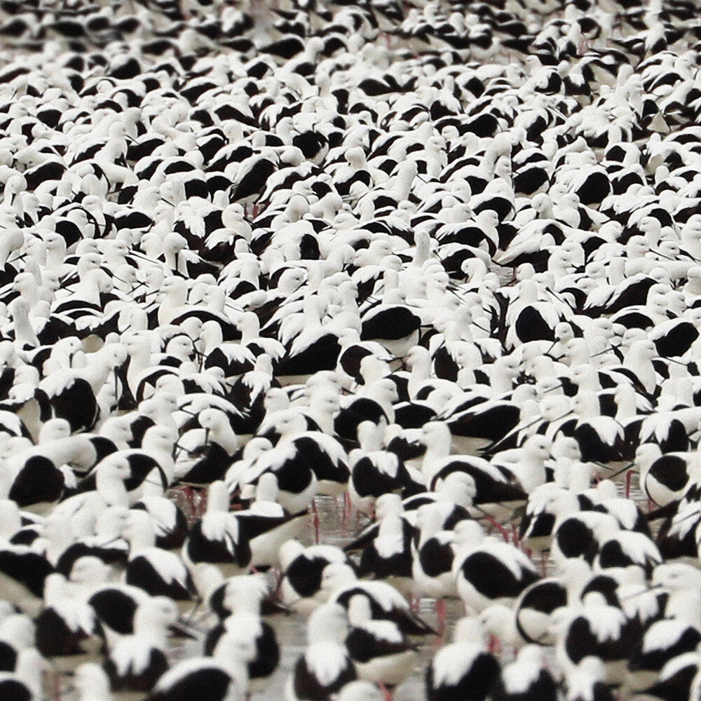 the album cover for Stella Donnelly - Flood [Opaque Red LP]