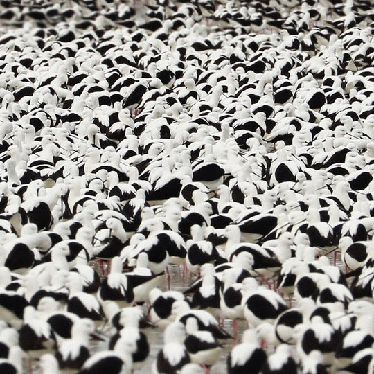 the album cover for Stella Donnelly - Flood [Opaque Red LP]