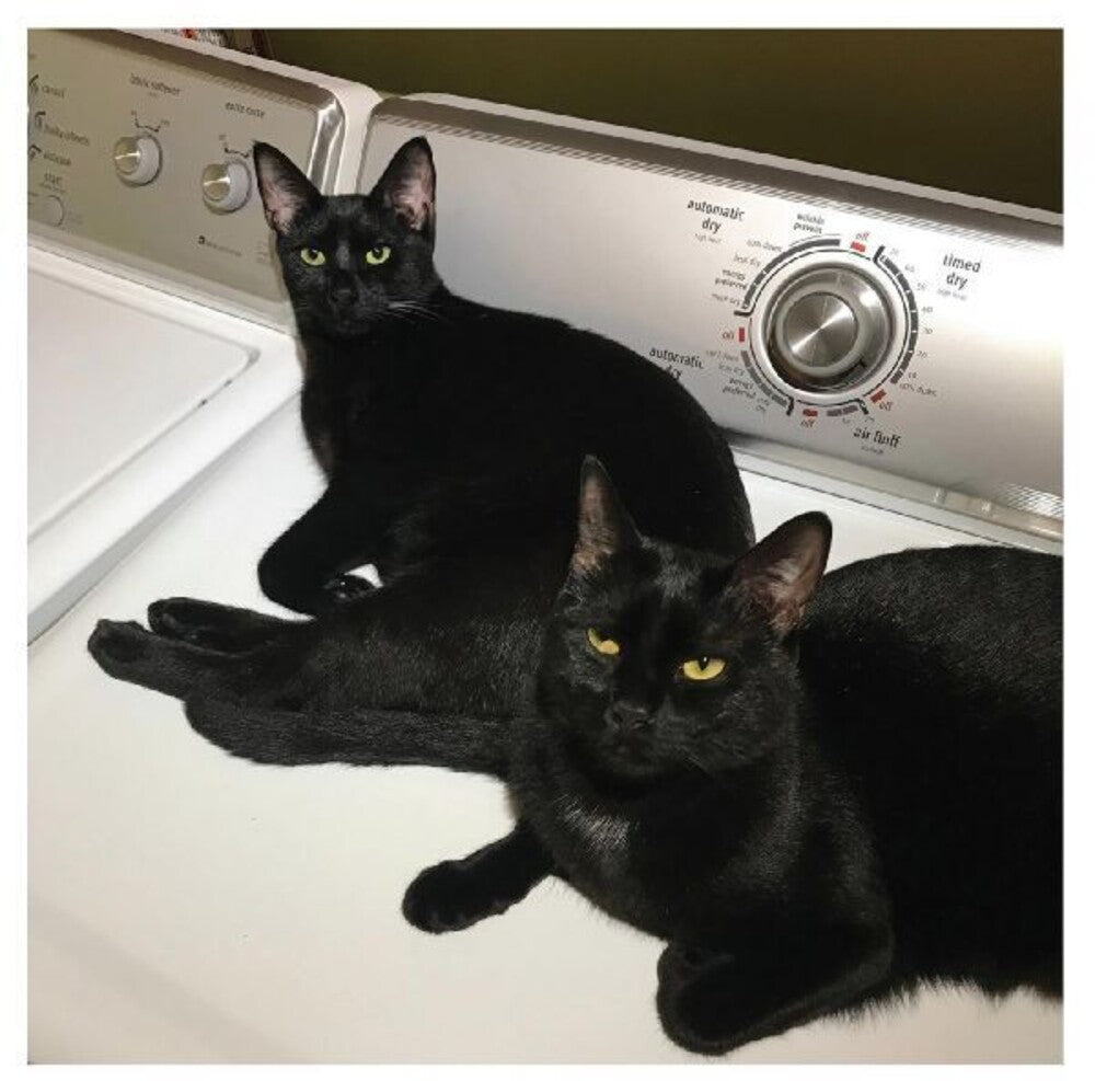 the album cover for Sam Prekop - Sons Of [Colored Vinyl] (Trq) [Indie Exclusive] [Download Included]