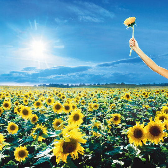 the album cover for Stone Temple Pilots - Thank You [2LP]