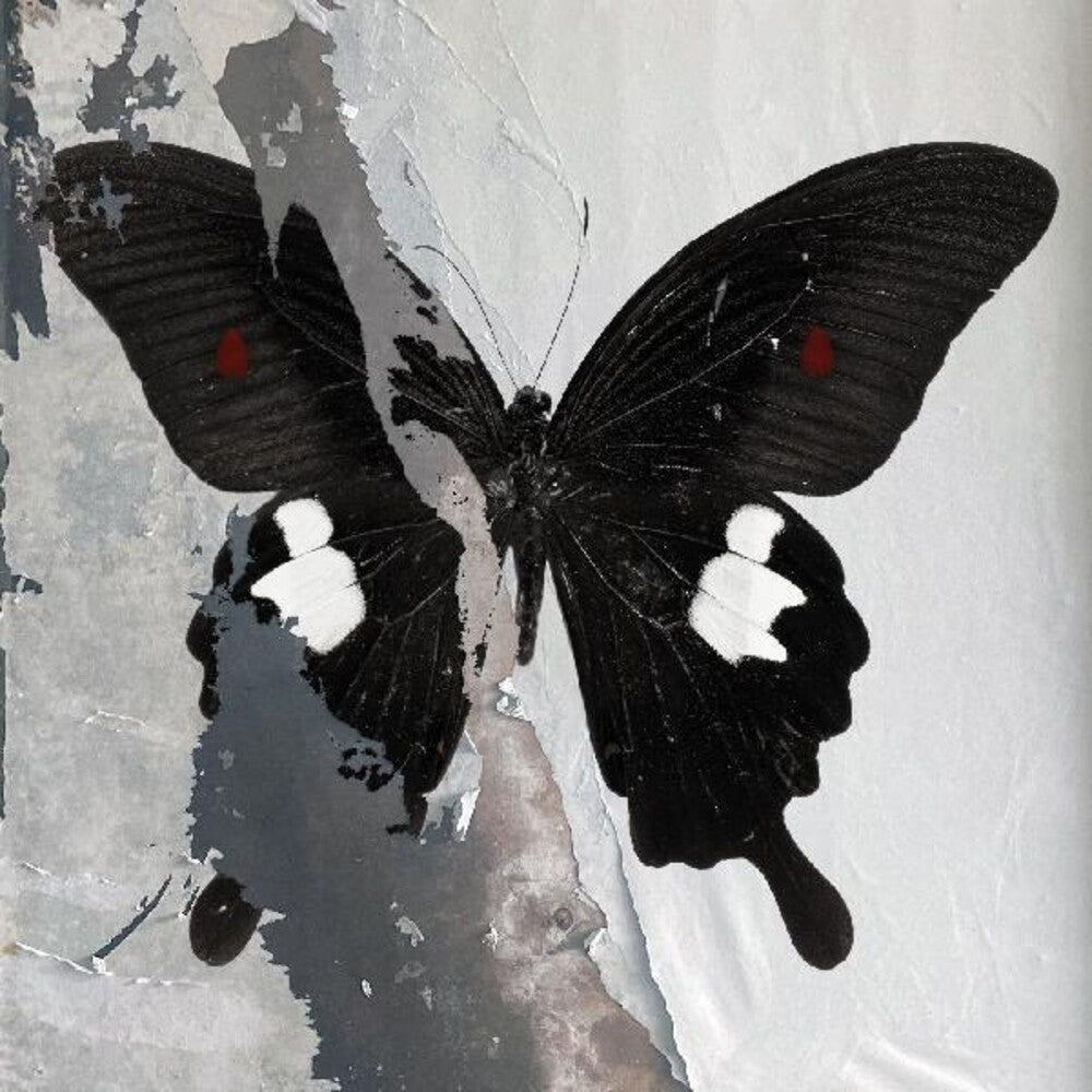 the album cover for Death Cult - Paradise Now [Clear Vinyl] (Spla)