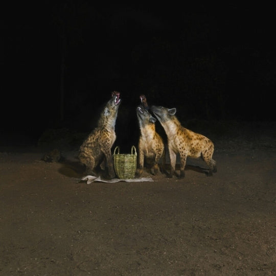 the album cover for Years Of Denial - Suicide Disco