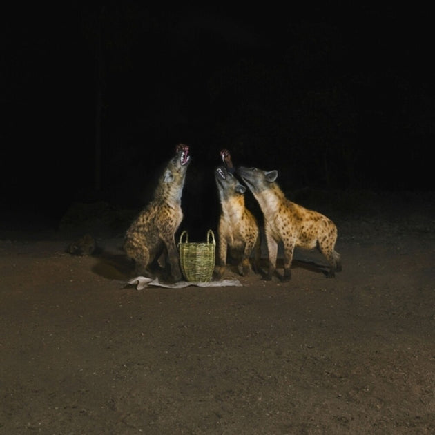 the album cover for Years Of Denial - Suicide Disco