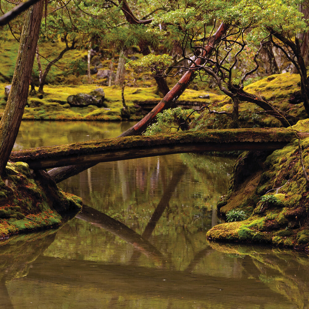 the album cover for Rebecca Foon  / Foon-Dancoes,Aliayta - Reverie