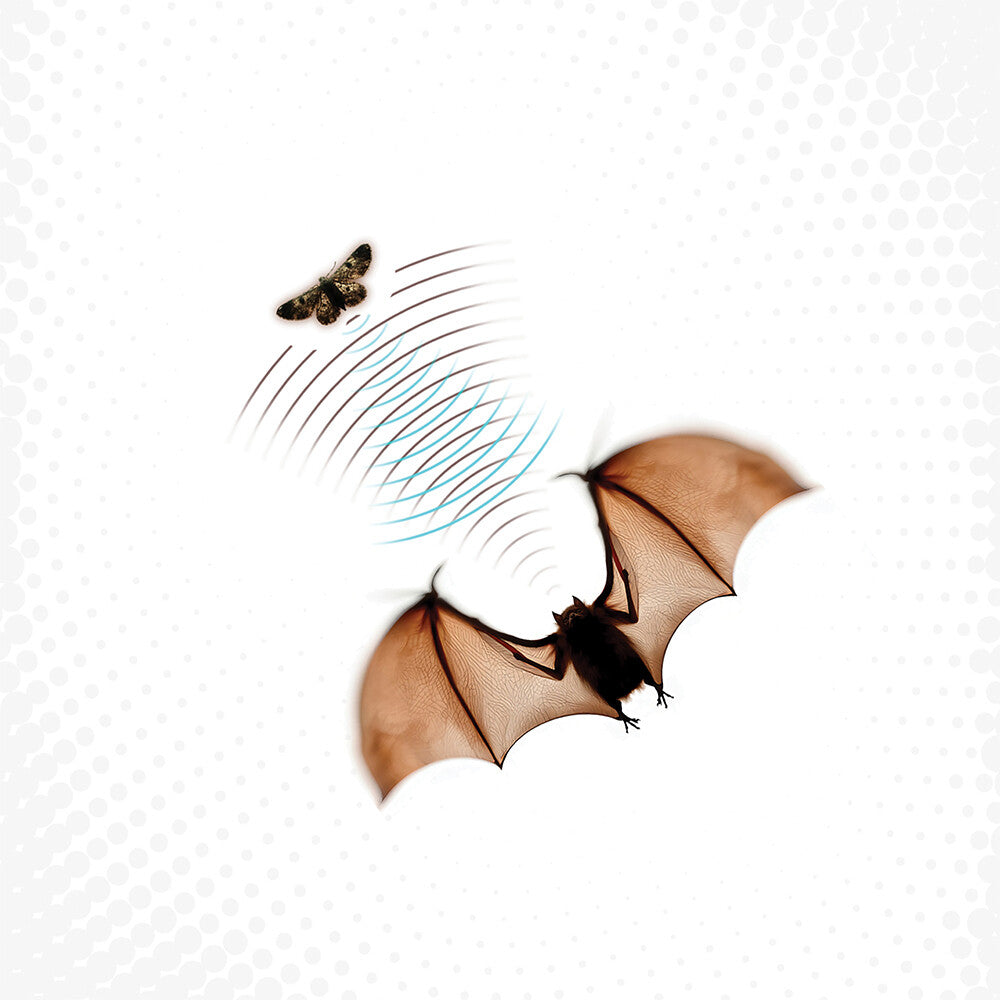 the album cover for Batsauce - Echolocation