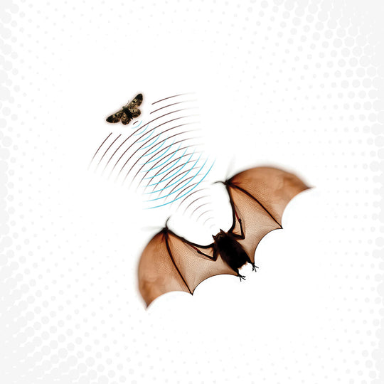 the album cover for Batsauce - Echolocation