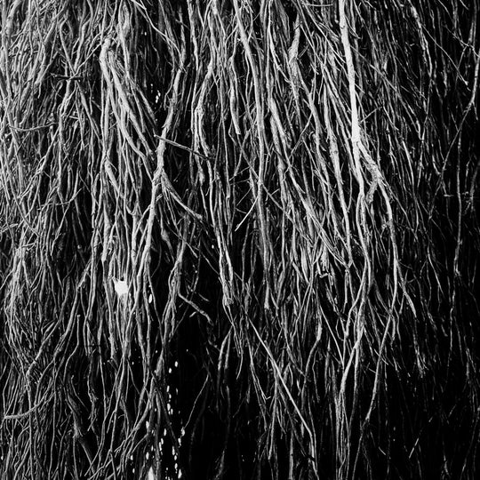 the album cover for Eraldo Bernocchi  / Cavalera,Iggor / Merzbow - Nocturnal Rainforest